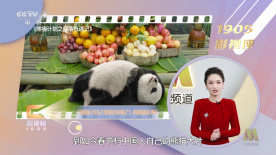 铁树开花了