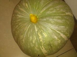 吃瓜都是哪个网红啊,揭秘“吃瓜群众”背后的网红风云