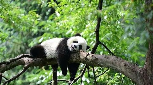 大学城熊猫吃瓜网,揭秘校园热点，畅享青春趣味